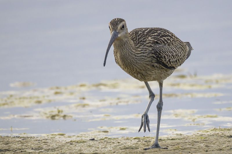 Большой кроншнеп фото превью