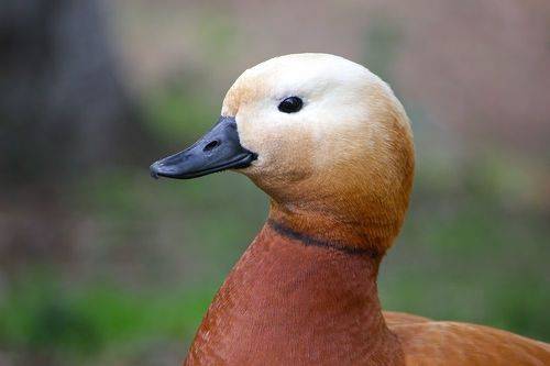 Огарь (Tadorna ferruginea)