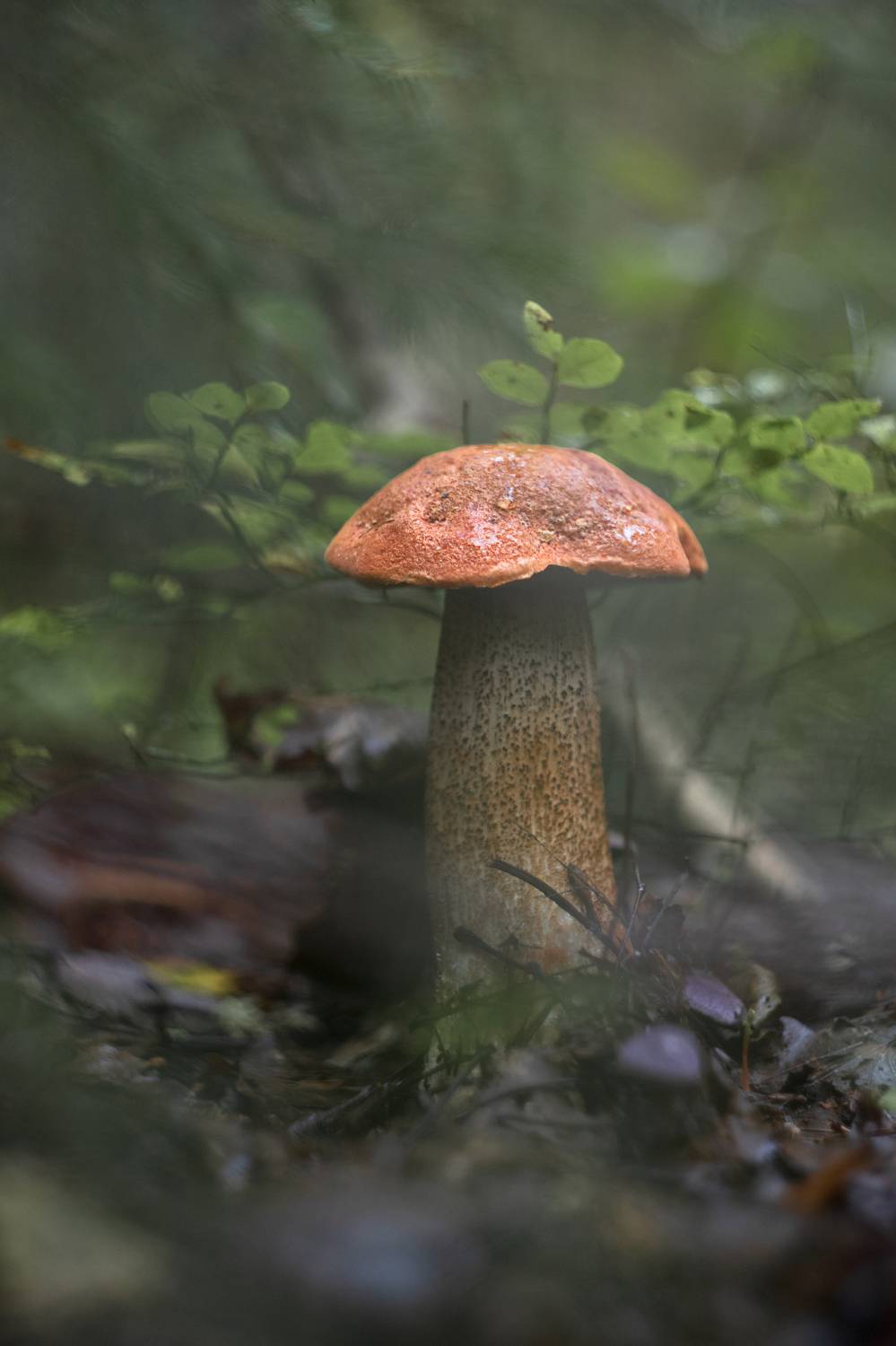 гелиос, макро, лес, природа, осень, грибы, mushroom, nature, helios, manual lens, Обидина Мария