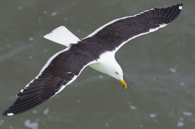 Клуша фото превью