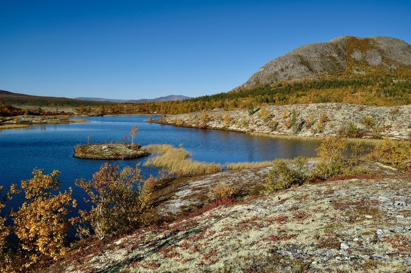 Осенний ковёр фото превью