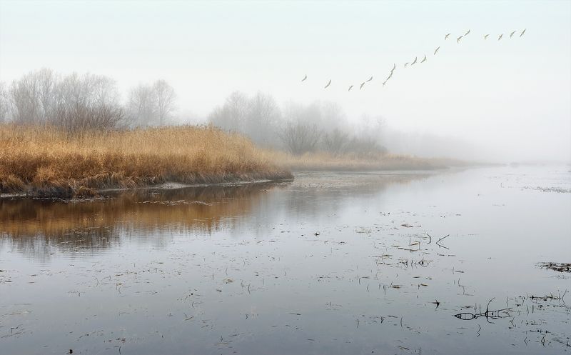 осень октябрь туман река берег заросли кусты трава небо птицы караван печальная пора Печальная пора фото превью