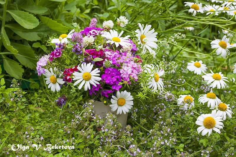 ромашки, натюрморт, цветы С ромашками фото превью
