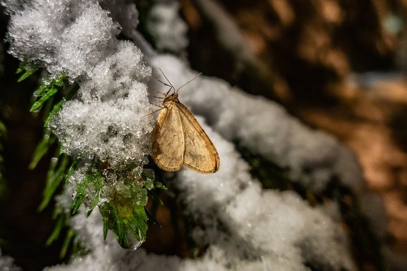Скоро зима фото превью