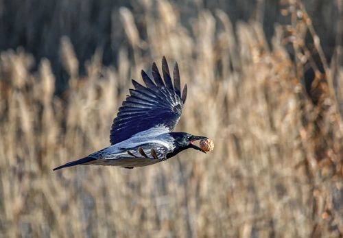 Послал вороне бог.. (4 фото)