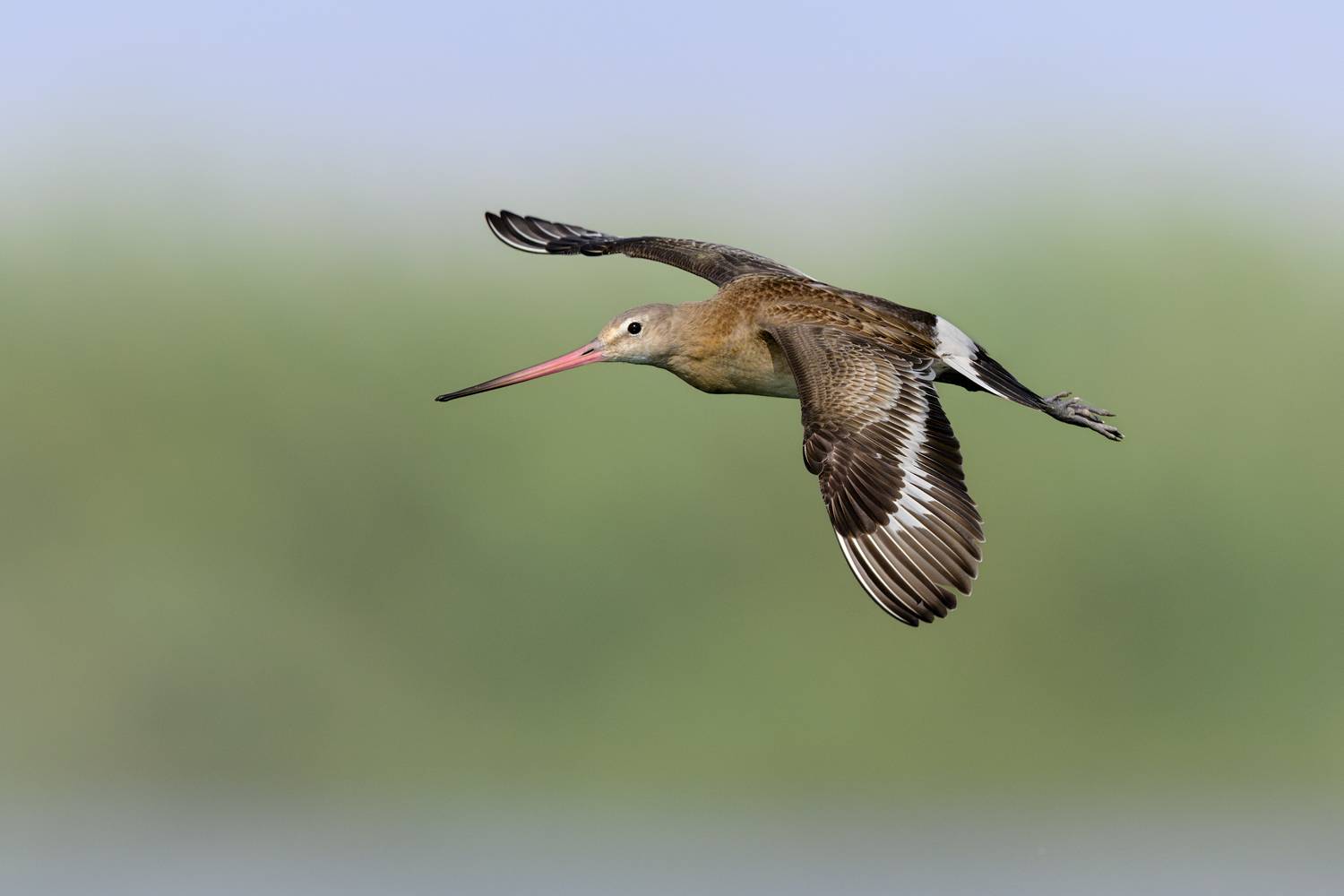 птица, фотоохота, кулик, веретенник, природа, фауна, Kulikov Vladimir