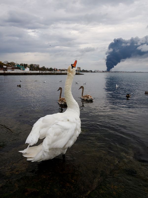 Феодосия. 10.10.2024 г. фото превью