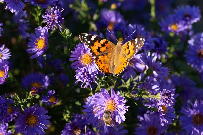 Октябрьские бабочки фото превью