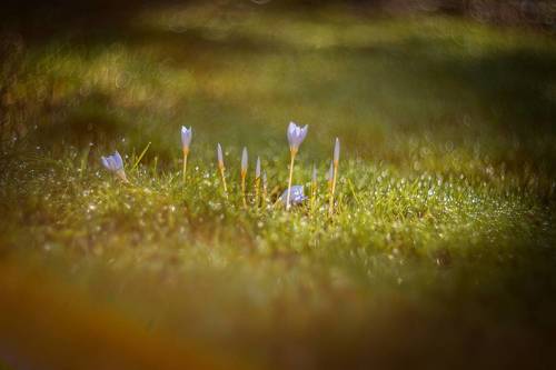 Осеннее пробуждение.
