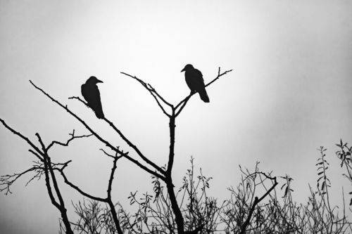 Вороны туманным утром