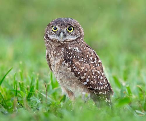 Burrowing Owlet - Кроличий сыч