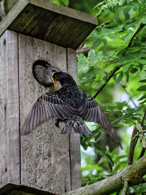 скворец, птенец Потомство фото превью