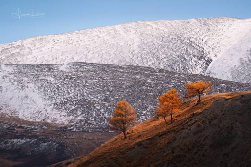 Стражи осени...