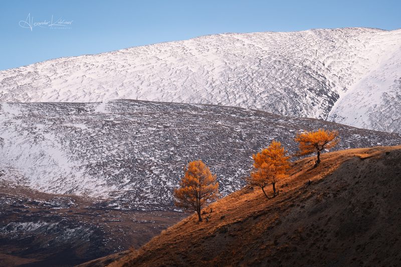 алтай,рассвет,осень,лиственницы Стражи осени... фото превью