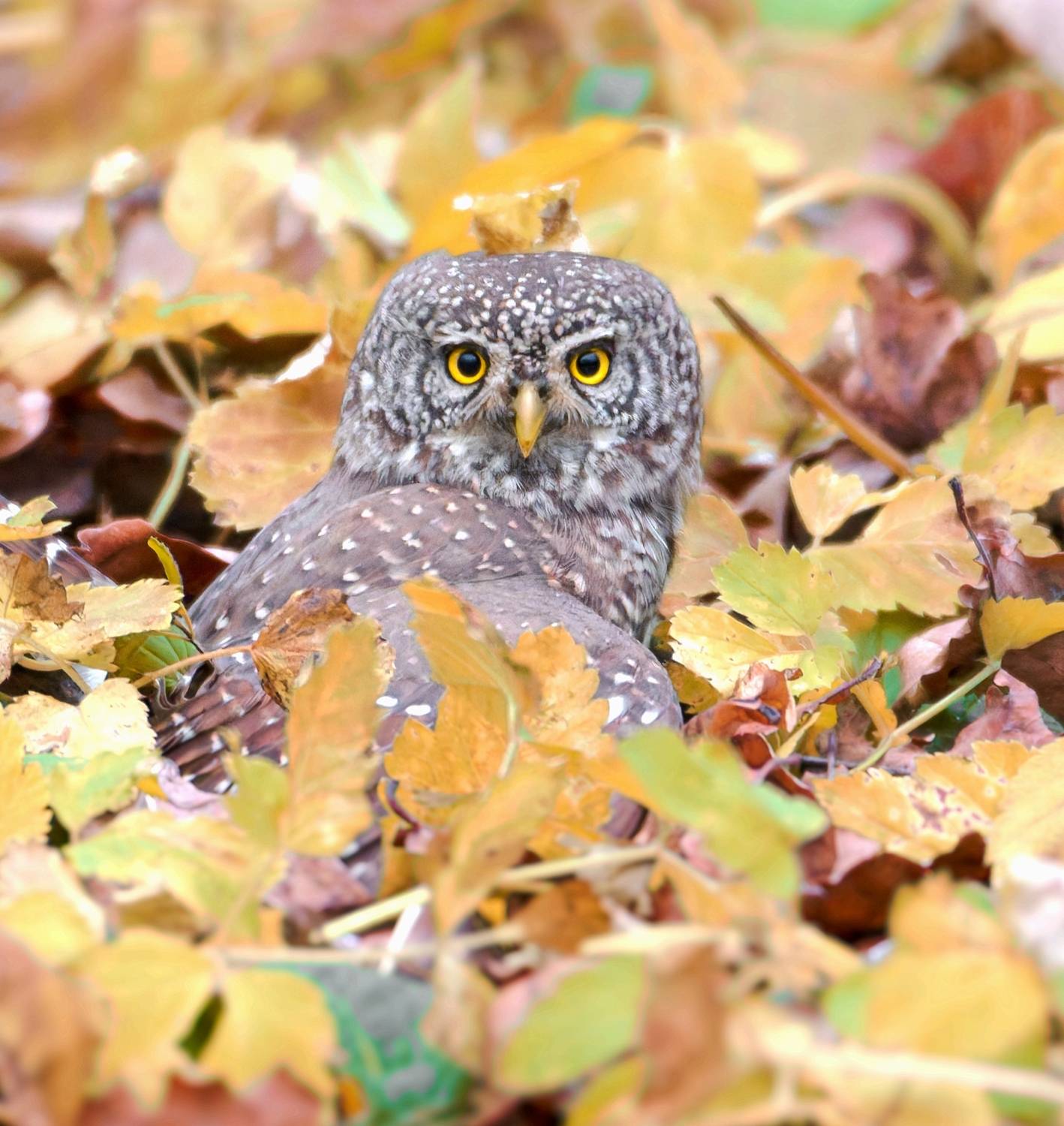 , Фото Александр