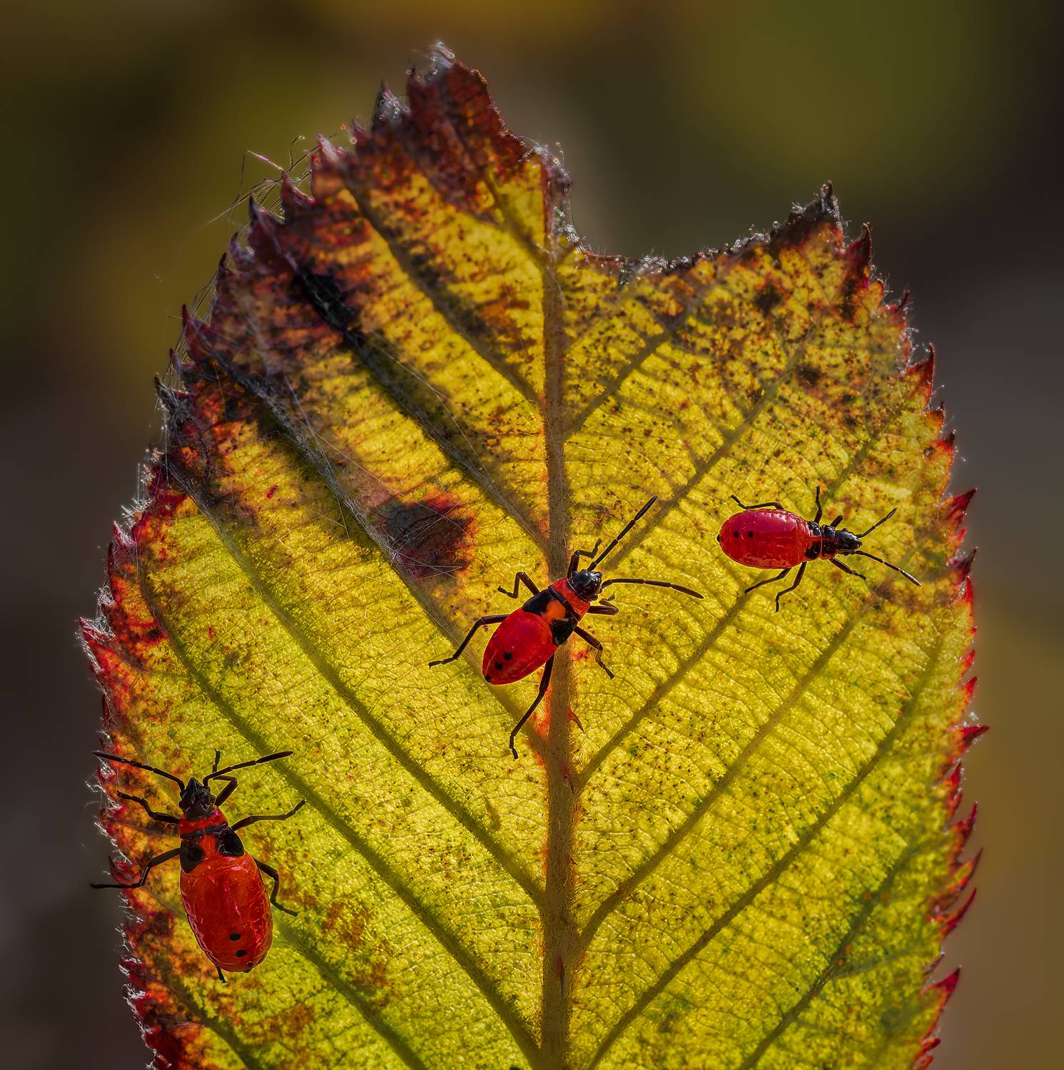 beetle,milkweed, insect, fall, autumn, stink bug, macro, leaves, season, seasons, camouflage, camouflaged,, Atul Saluja