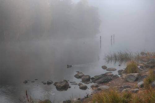 Туманная осень