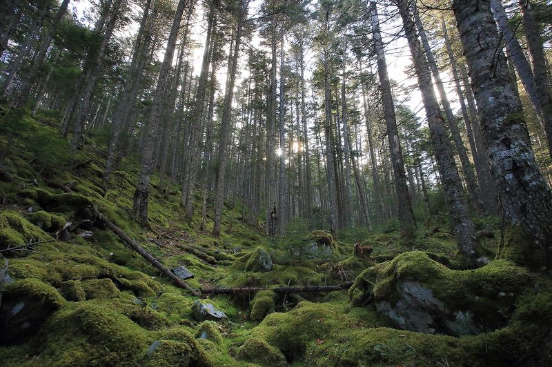 дальний восток, тайга Старый лес фото превью