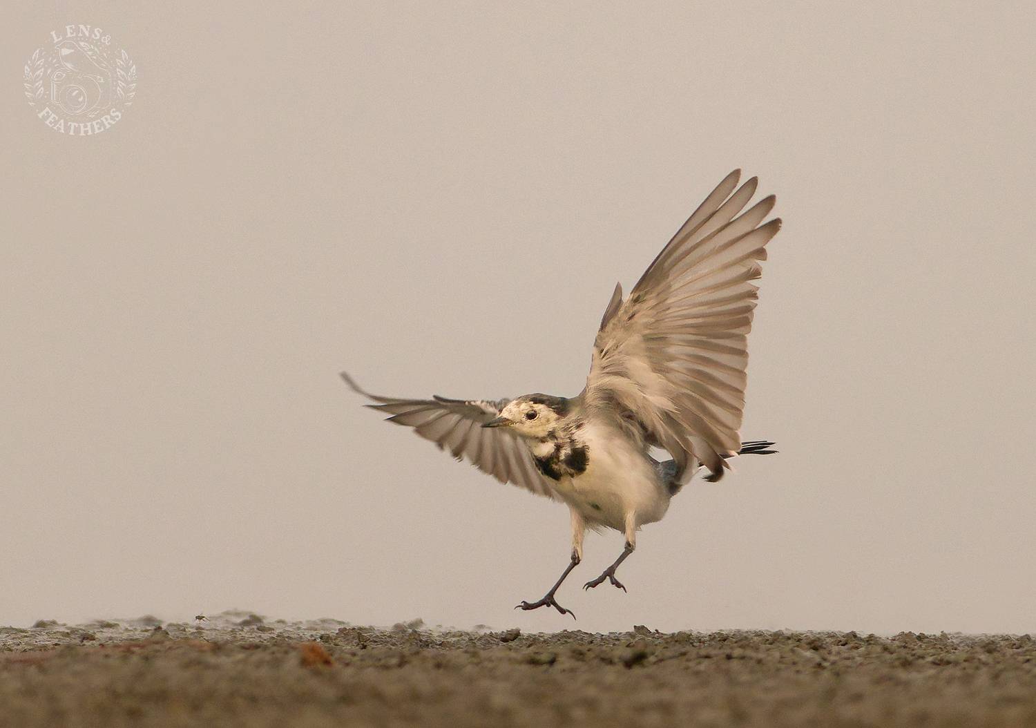, Евгени Стефанов