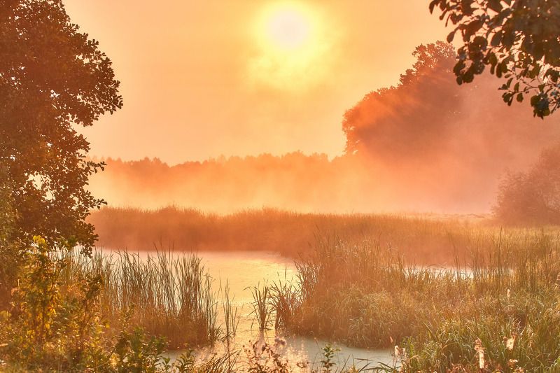 В гостях у царевны лягушки фото превью