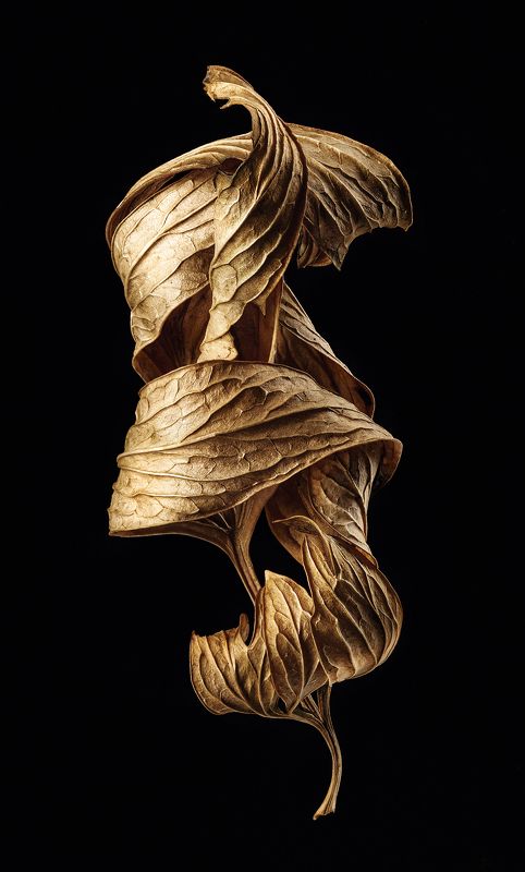 фактура, лист, листва, осень, предметнаясъёмка Фактуры осени (вариант 2) фото превью