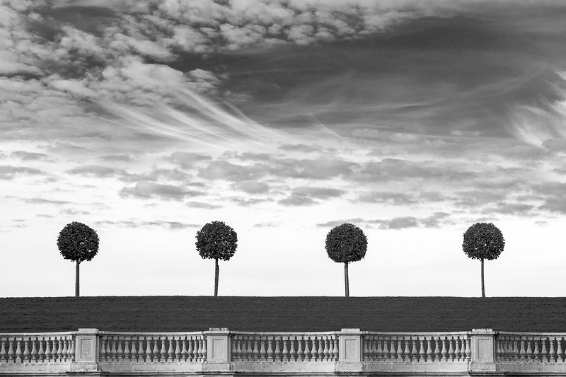 санкт-петербург, город, черно-белое, петергоф, деревья, дерево, линии  фото превью