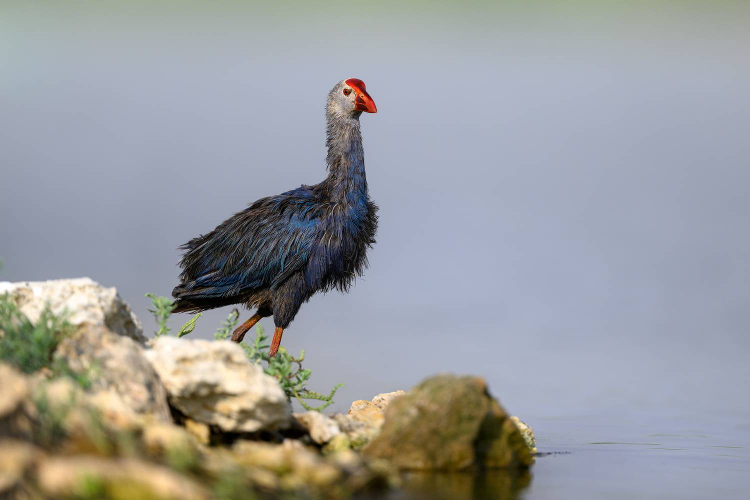 птица, фотоохота, султанка, природа, фауна, Kulikov Vladimir