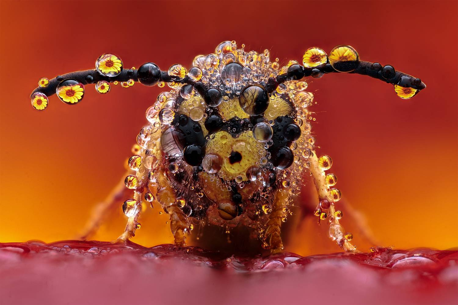 ceclii, macro, Цветан Ганев