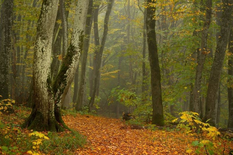 Осеннее утро в лесу фото превью