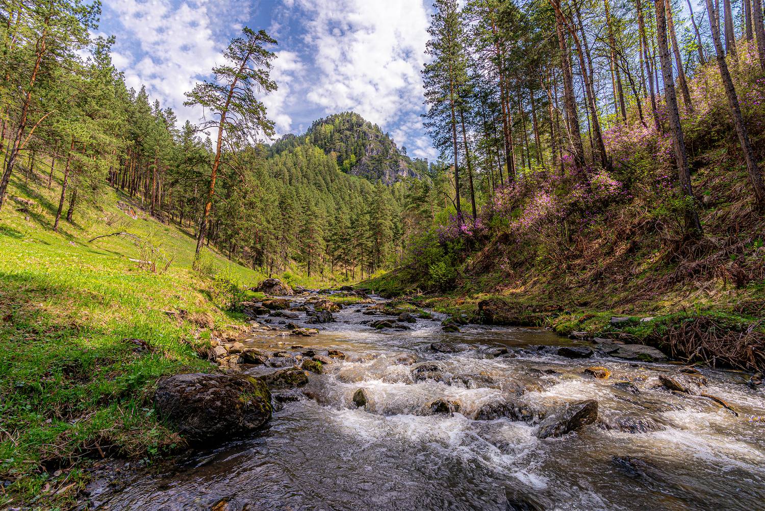 весна, горный алтай, цветение маральника, Вячеслав Татаркин