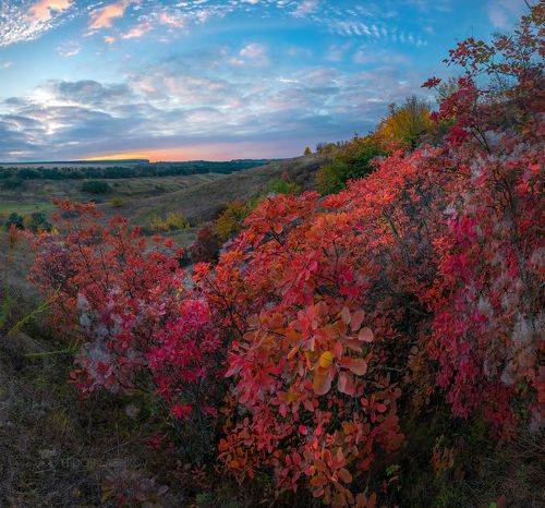 Богатое разноцветье осени