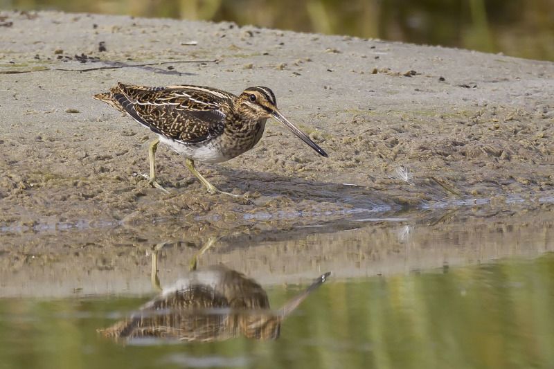 Бекас фото превью