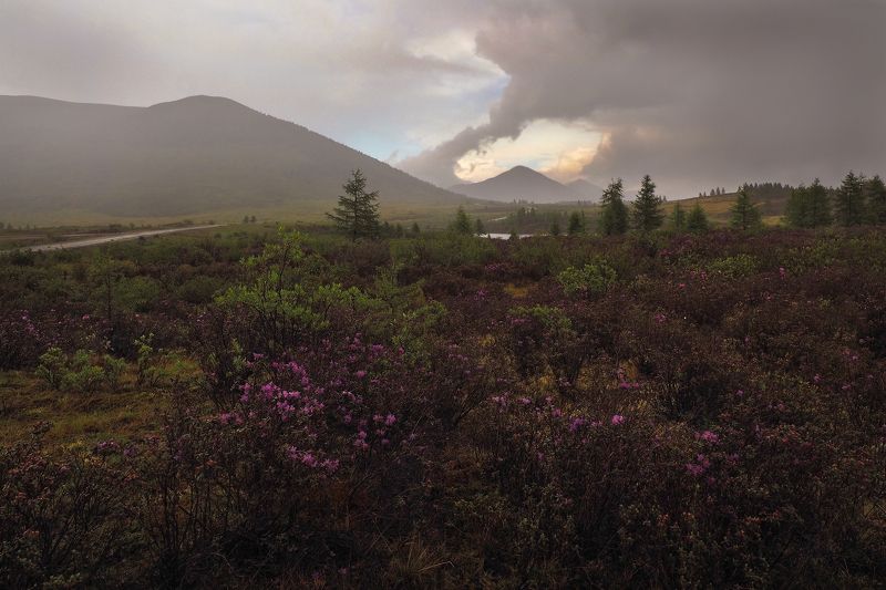 Перед дождём фото превью