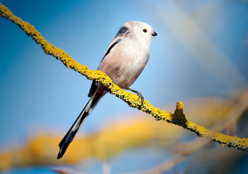 bird,birdwatch,animals,wildlife,longtailedtit, aegithaloscaudatus, lichen,nature Aegithalos caudatus on Xanthoria parietina фото превью
