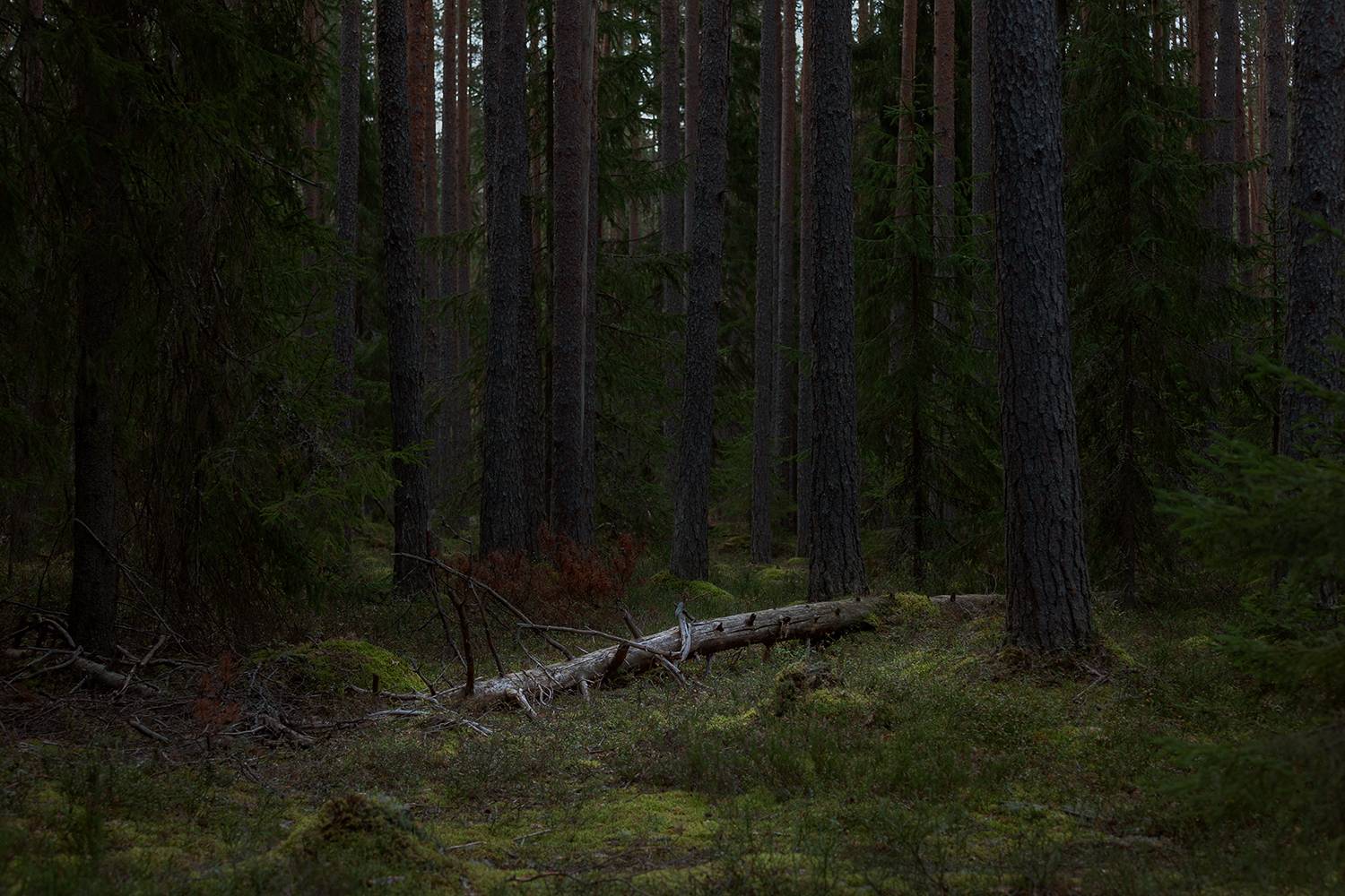 forest, trees, landscape, russia, Медведникова Мария
