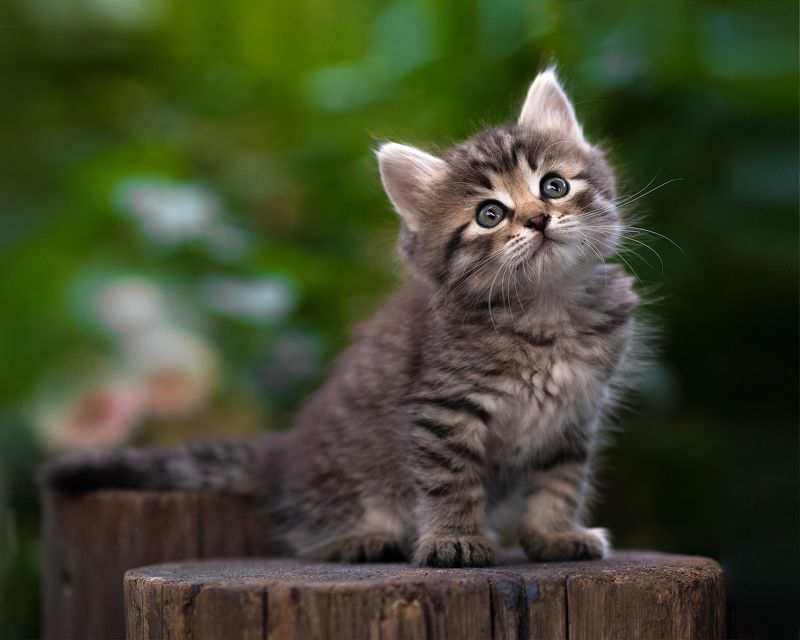 *** фото превью