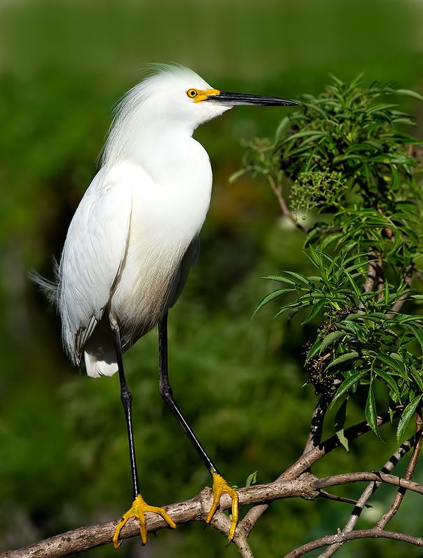 американская белая цапля, snowy egret, heron, florida, цапля, флорида Американская белая цапля - Snowy Egret фото превью