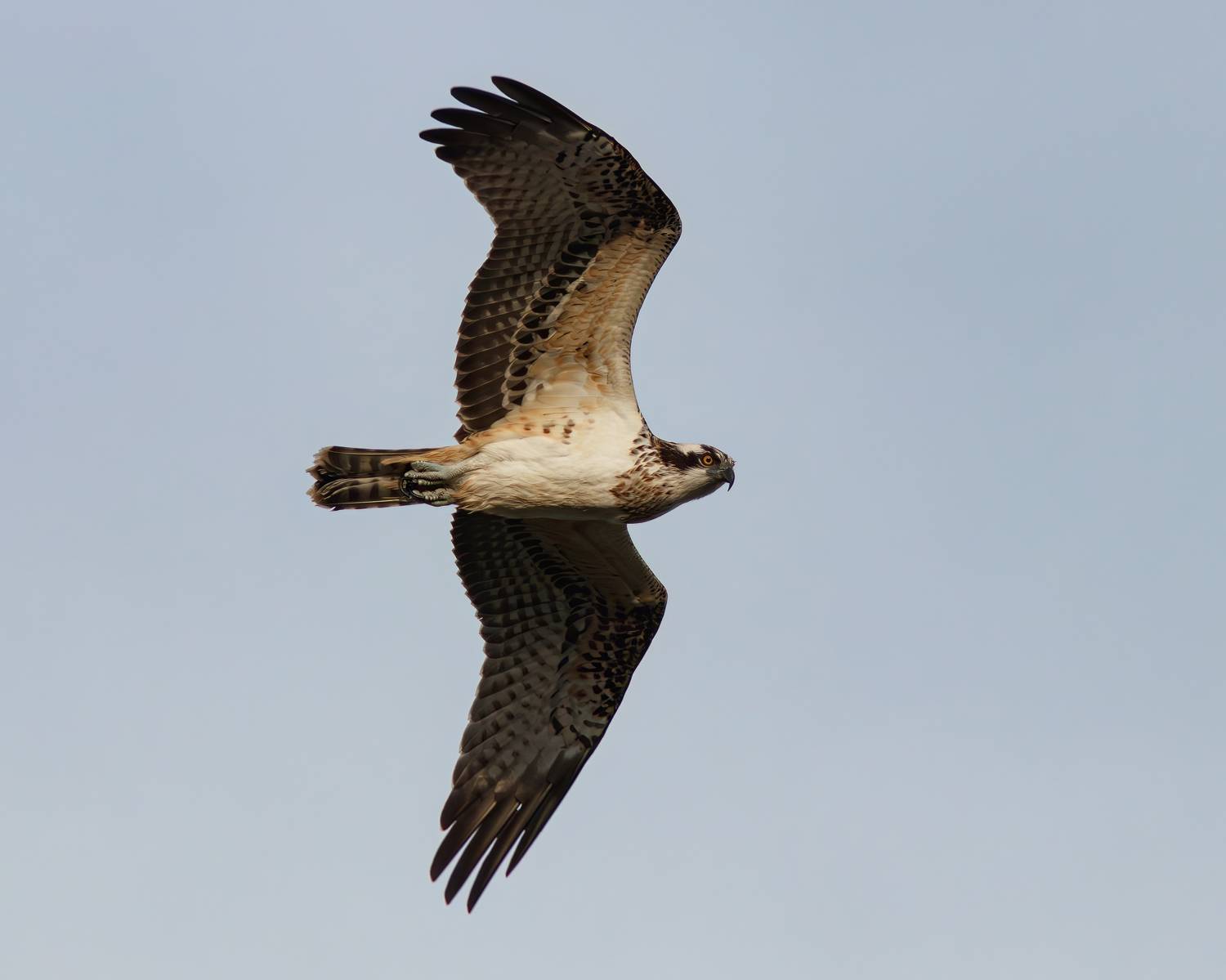 скопа, pandion haliaetus, osprey, куршская коса, куршский залив, Бондаренко Георгий