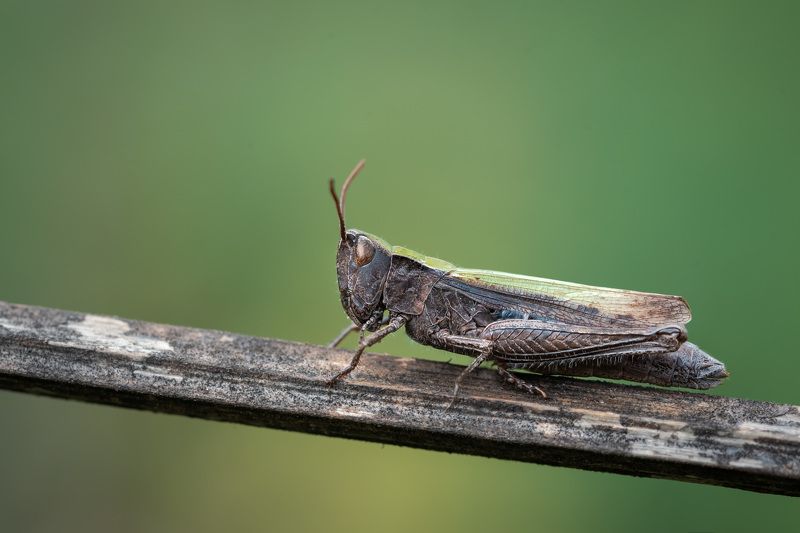 Последний кузнечик фото превью