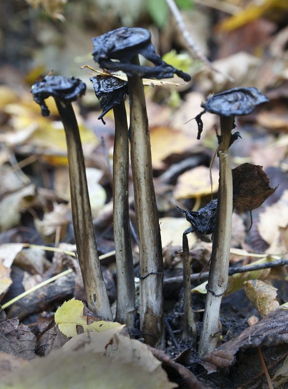 Грибы фото превью