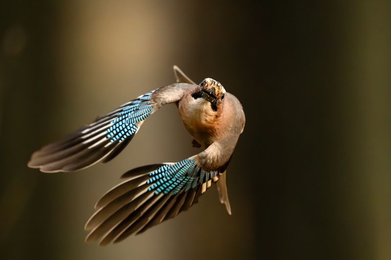 Сойки. фото превью