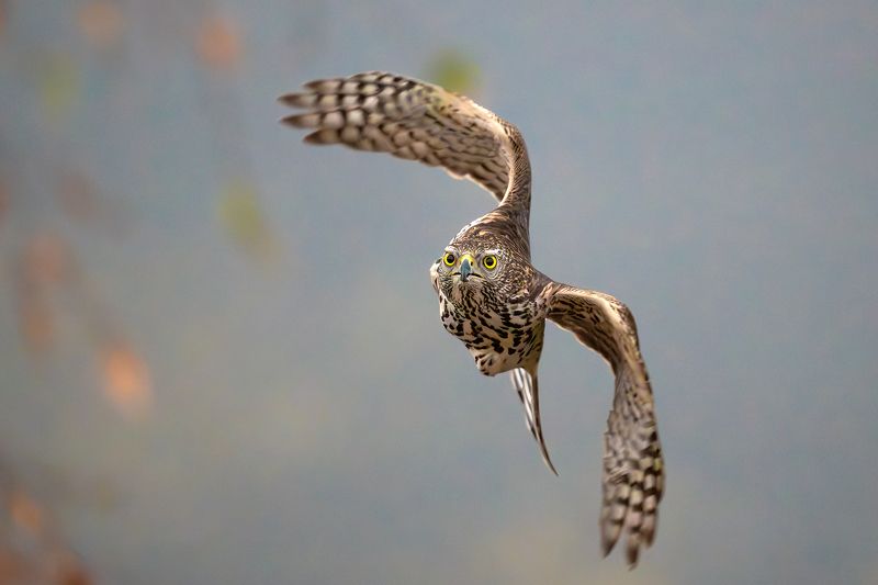 Тетеревятники. фото превью