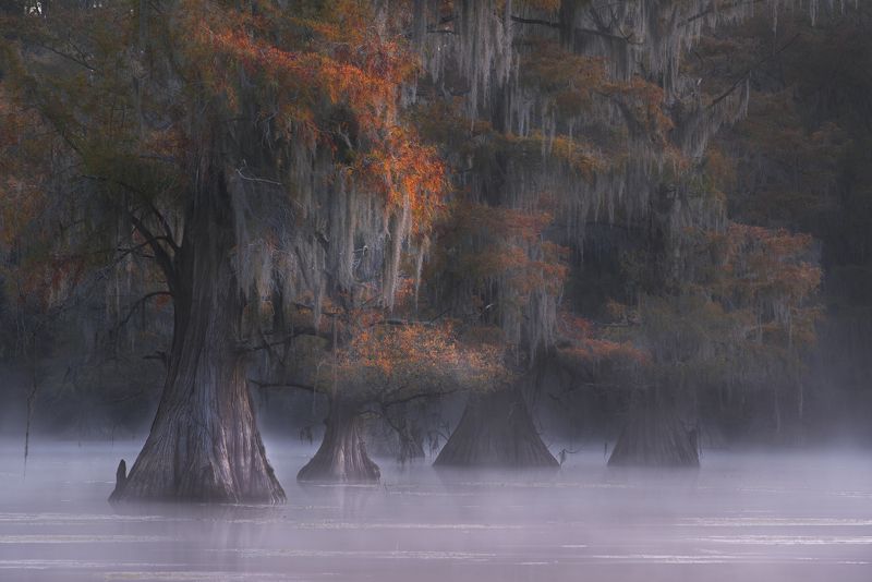 сша, кипарисовые болота, техас Сказочный лес фото превью