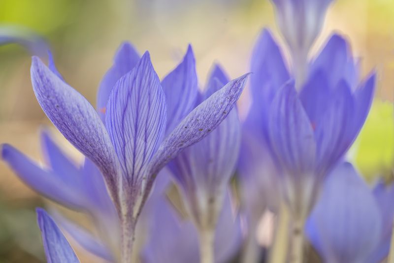 Краски осени фото превью