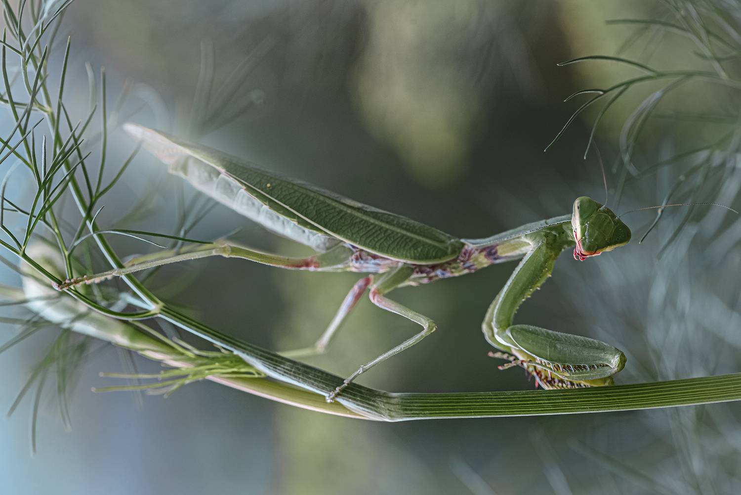 , Неля Рачкова