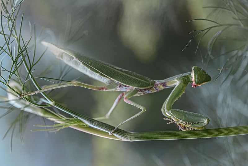 Перебежчик фото превью