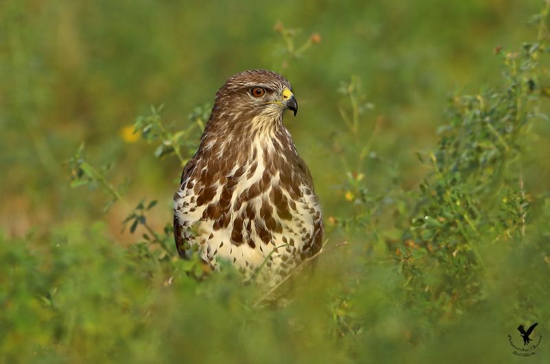 канюк В траве. фото превью