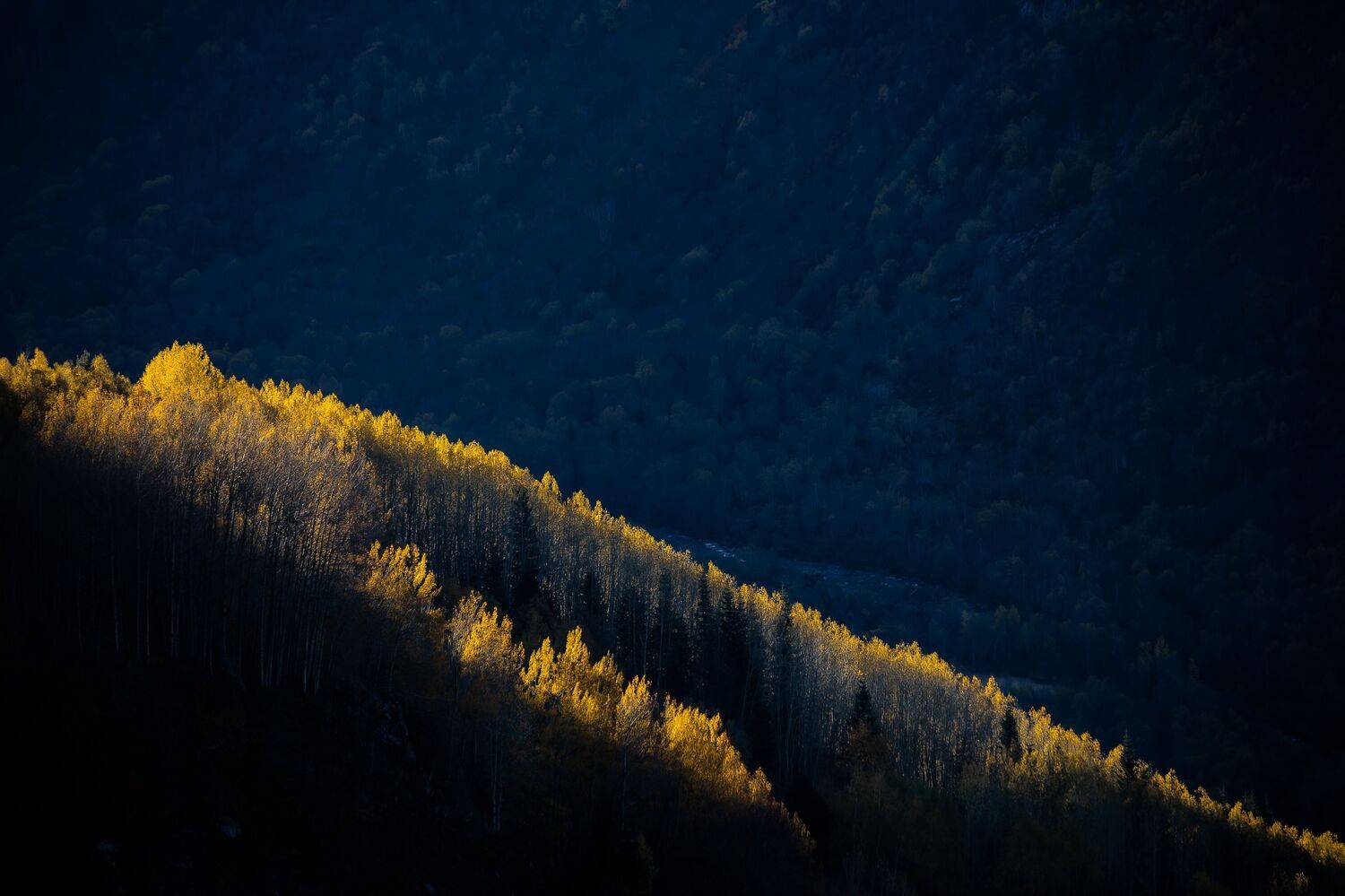 , Светлана Москвина