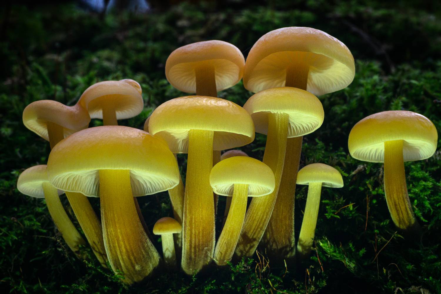 макро, осень, грибы, зимние, опята, тула, тульская область, Сергей Зимин