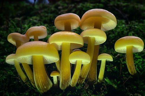 Зимние опята.